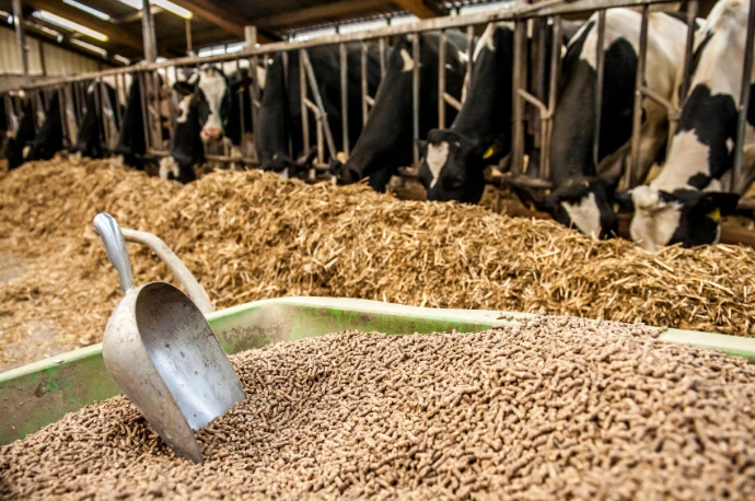 Premium Grains Feed Commodities